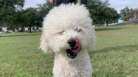 Flora - 15/10 Foundation