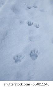 88 Raccoon Tracks Snow Royalty-Free Images, Stock Photos & Pictures ...