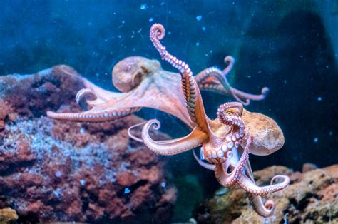 How did octopuses develop complex brains? - Earth.com
