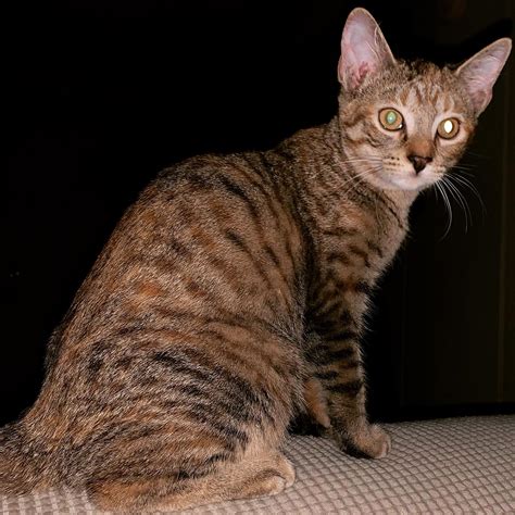 Dark Brown Tabby She Cat Types Of Tabby Cats And Their Breeds