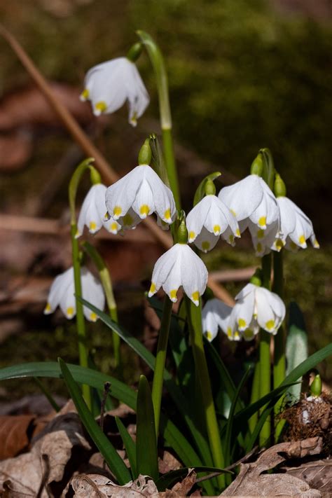 Image result for Spring Winter Snowflake