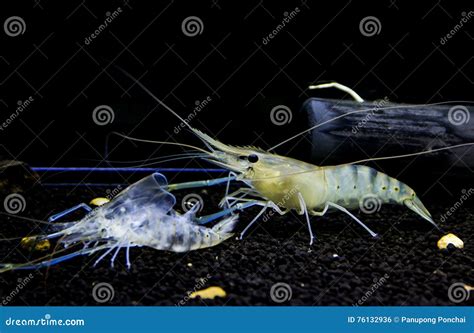 Shrimp molt stock photo. Image of growth, crab, articulation - 76132936