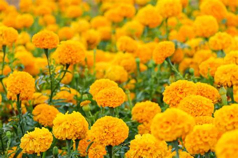 15 Best Raspberry Companion Plants & Some Plants To Avoid