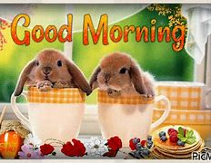 Image result for Good Morning Hunny Bunny Pics