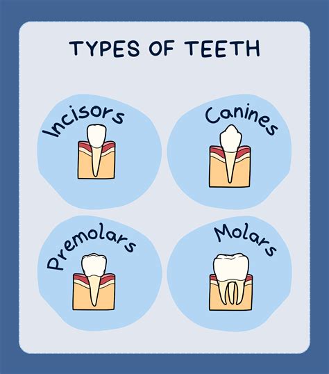 - Smile Makeover of LA Understanding 4 Types of Teeth
