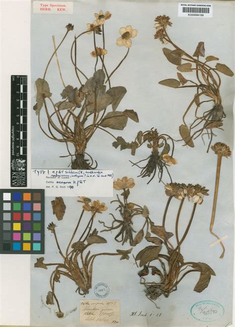 Caltha scaposa Hook.f. & Thomson | Plants of the World Online | Kew Science