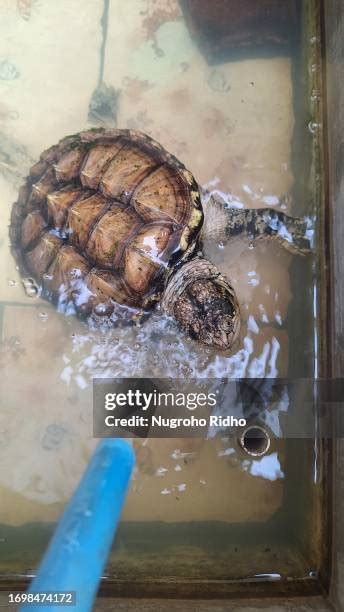 Image result for Defleshing Snapping Turtle Shell