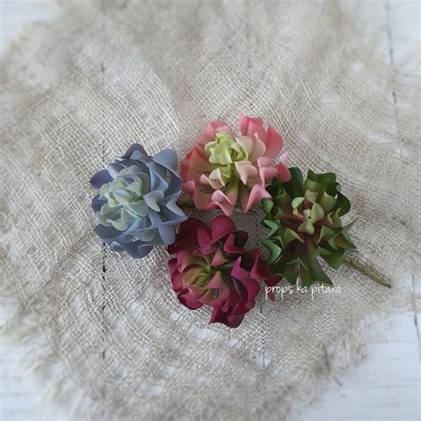 Lotus Succulent – propskapitara