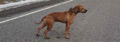 Breeder Recommendations - Canine Athletes