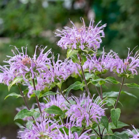 Wild Bergamot - Monarda fistulosa - Great Basin Seed