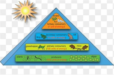 discuss the concept of energy flow and nutrient cycle - Brainly.in