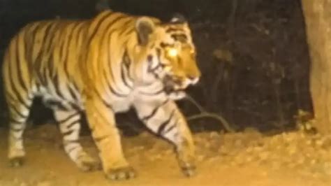 Tiger fear: Forest dept urges residents of three panchayats not to ...