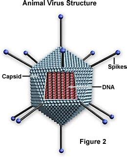 Basic Virus Structure 的图像结果