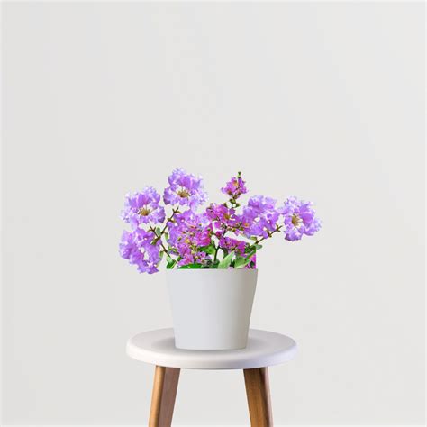 Jarul Plant - Pride of India – Gardengram