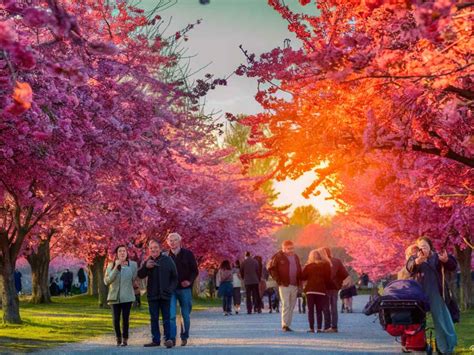 Have A Look At These 8 Amazing Cherry Blossom Destinations Outside Japan!