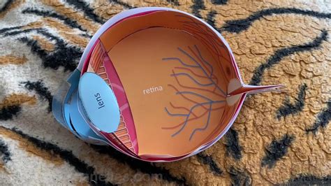 Digestive System Models On Paper Tutorial 的图像结果