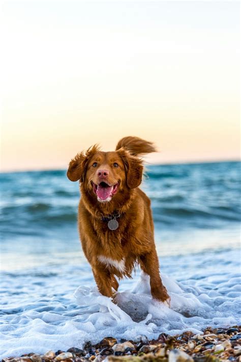 Golden Retriever Life Span: How Long Do They Live and Why? - APXV