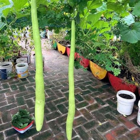 Buy Extra Long Bottle Gourd Lauki Seeds – Grows Up to 180 cm