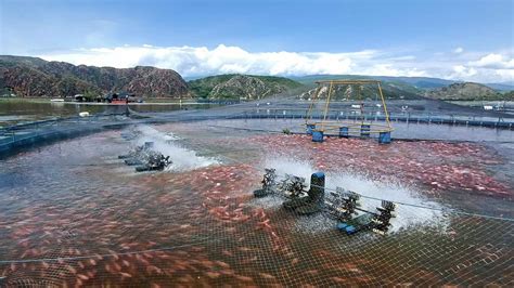Piscicultores en alerta frente a los niveles del embalse de Betania ...