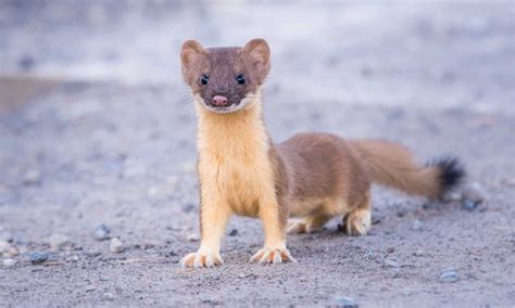 Weasel Tracks: Identification Guide for Snow, Mud, and More - A-Z Animals