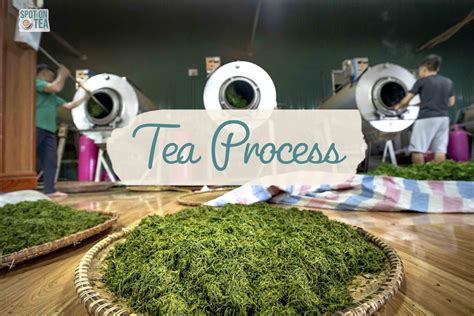 Image result for How to Process Tea