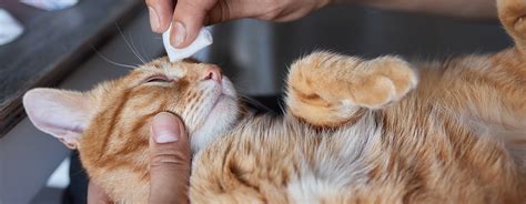 cara mengatasi sakit mata pada ibu hamil