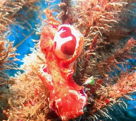 TWOBAR SCUBA - All You Need to Know BEFORE You Go 2026 (with Photos ...