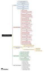 Mind Map: Erikson's Theory of Psychosocial Development - CTET and State ...