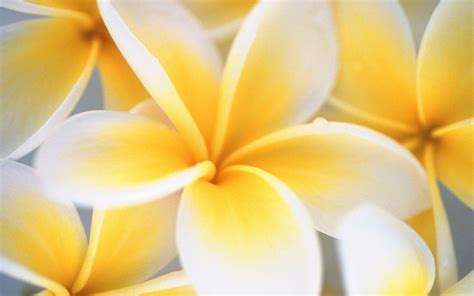 Yellow and White Flower Wallpapers - Top Free Yellow and White Flower Backgrounds - WallpaperAccess