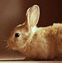 Image result for Fluffy Bunnies Free to Use Images