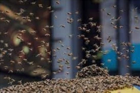 Texas man dies after attack by aggressive swarm of bees