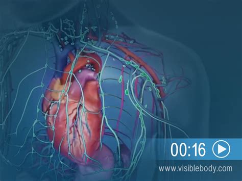 Lymphatic System Process 的图像结果