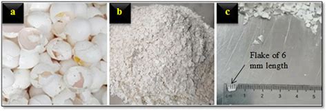 How Do Shells Form 的图像结果