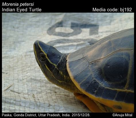 Morenia petersi (Anderson, 1879) - Indian Eyed Turtle | Reptiles