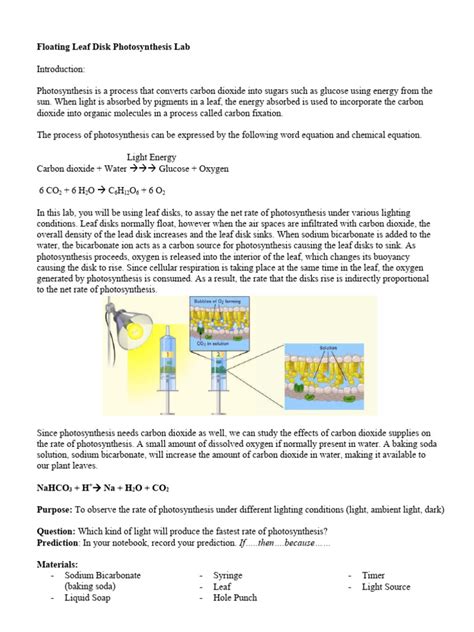 Leaf Disk Photosynthesis Lab 2013 | PDF | Photosynthesis | Carbon Dioxide
