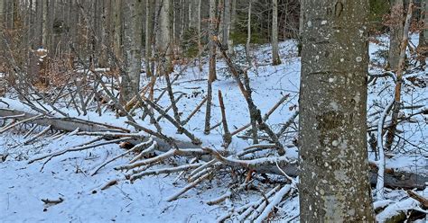Weihnachtssturm hinterlässt Spuren im Bayerischen Wald | charivari