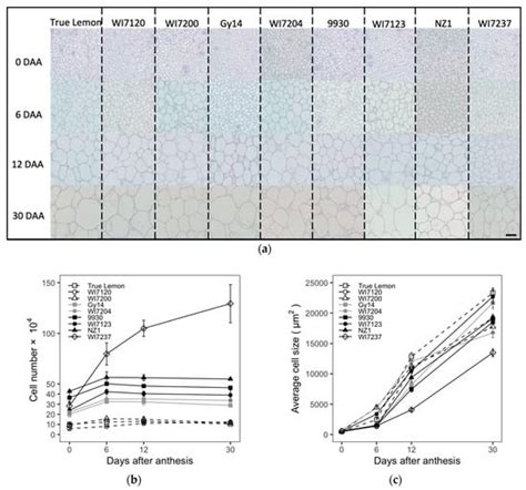 Cucumber Fruit Size and Shape Variations Explored from the Aspects of ...