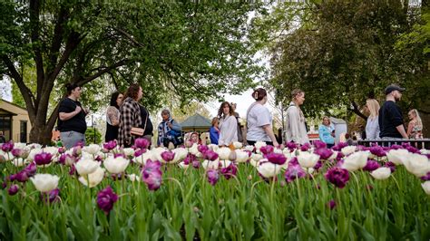 Tulip Time: Your guide to the annual festival in Pella, Iowa