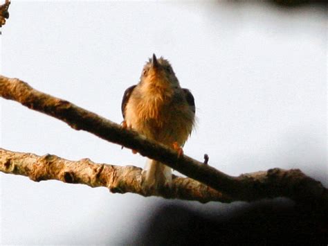 Buff-throated Apalis - eBird