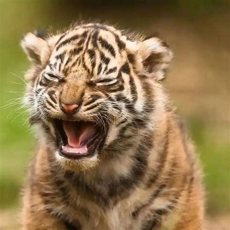 送你一组可爱的小老虎！