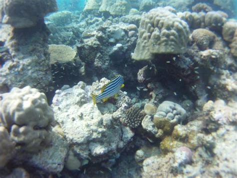 Dive Club Laamu (Laamu Atoll) - All You Need to Know BEFORE You Go