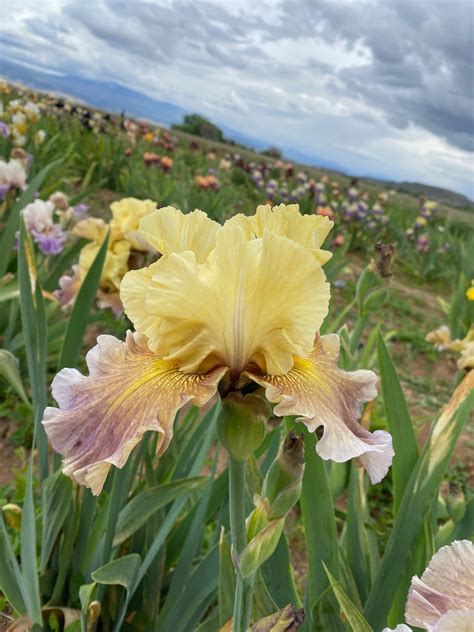 Misty Ridge – Ripple Effect Iris Farm