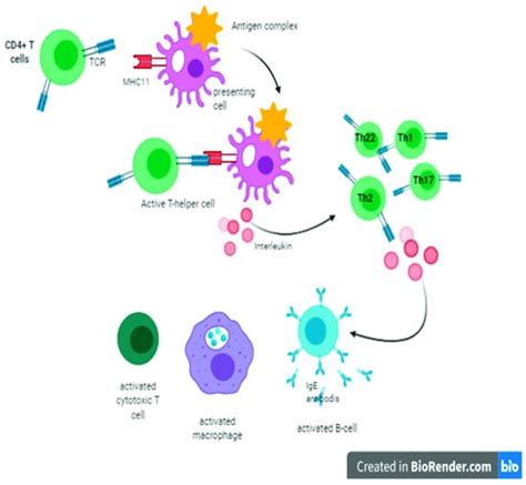 Thymus Gland: A Double Edge Sword for Coronaviruses