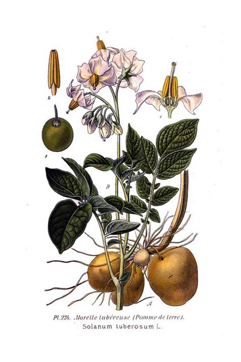 Maps | Vilayet of Mamuratul Aziz-Harput | Sandjak of Dersim | Local ...