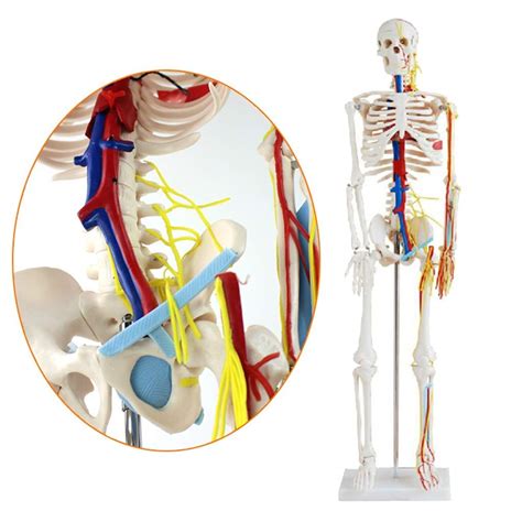 Buy Body Model 85Cm Human Anatomical Skeleton Nerve And Blood Vessel ...
