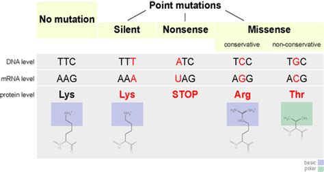 Image result for Point mutation Causes