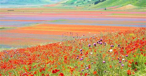 Fioriture a Castelluccio. Viaggio a Piedi alla scoperta delle fioriture ...