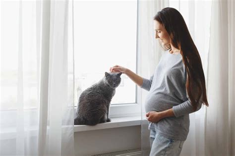 Can Cats Sense Pregnancy