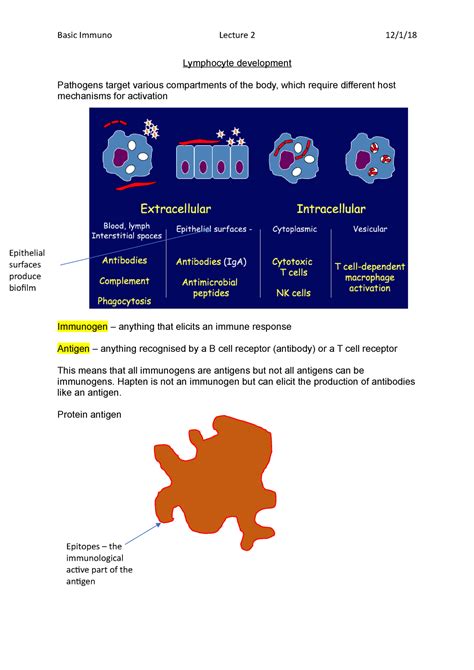 Image result for Lymphocyte Precursor