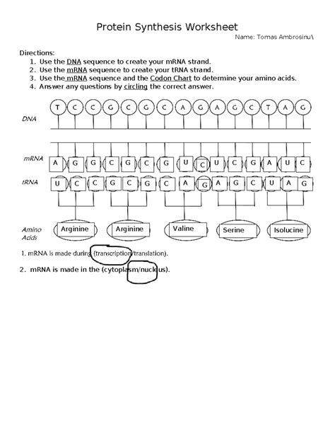 Protein Synthesis Model Worksheet